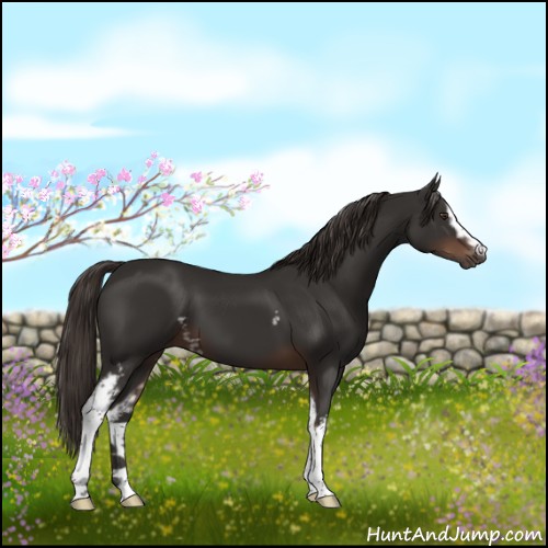 Horse Color:White Spotted Liver Chestnut 