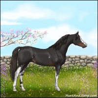 Horse Color:White Spotted Liver Chestnut 