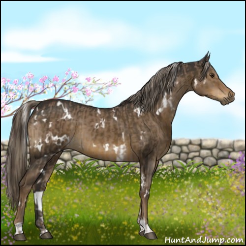 Horse Color:Liver Red Dun Sabino  and White Spotted Chocolate Palomino 