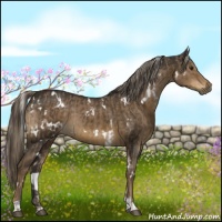 Horse Color:Liver Red Dun Sabino  and White Spotted Chocolate Palomino 