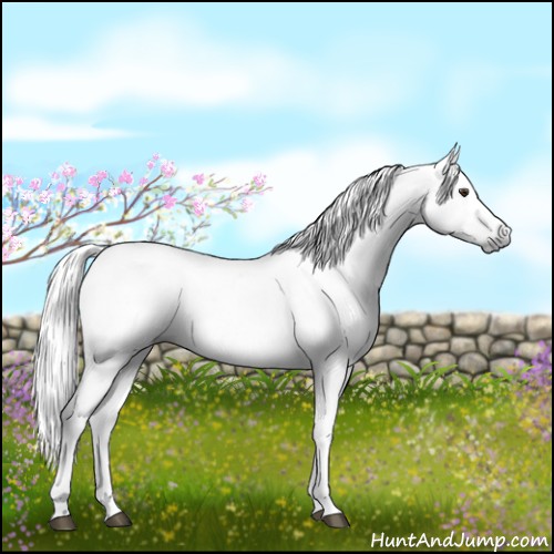 Horse Color:Gray White Spotted Liver Chestnut 