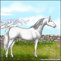 Horse Color:Gray White Spotted Liver Chestnut