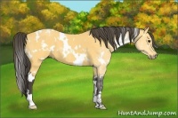 Horse Color:White Spotted Buckskin