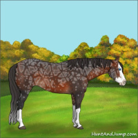 Horse Color:Bay Ice Sabino Splash