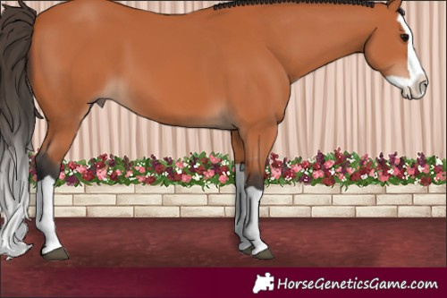 Horse Color:Bay Splash 