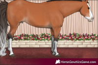 Horse Color:Bay Splash 