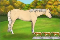 Horse Color:Gold Cream Champagne 
