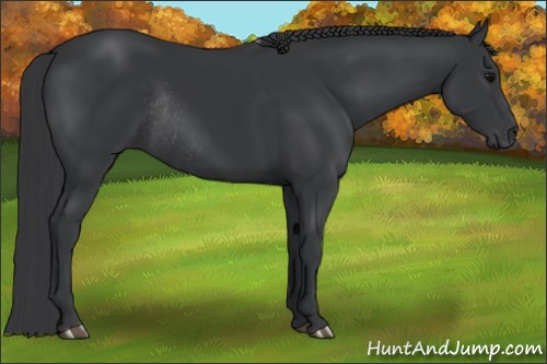 Horse Color:Black Rabicano