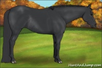 Horse Color:Black Rabicano 