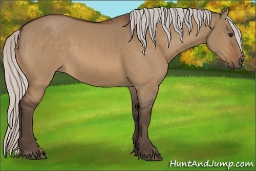 Horse Color:Silver Bay Dun