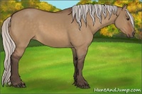 Horse Color:Silver Bay Dun 