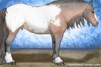 Horse Color:Bay Sabino Near Fewspot