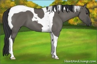 Horse Color:Grullo Tobiano