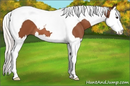 Horse Color:Silver Brown Splash Tobiano 
