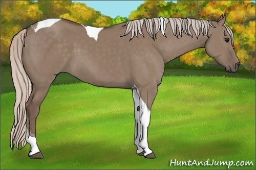 Horse Color:Silver Grullo Tobiano 