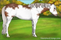 Horse Color:Silver Bay Splash Frame 