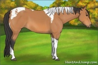 Horse Color:Bay Tobiano 