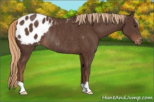 Horse Color:Liver Chestnut Blanket Rabicano
