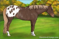 Horse Color:Liver Chestnut Appaloosa Rabicano 