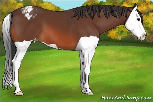 Horse Color:Bay Splash Appaloosa