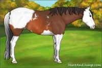 Horse Color:Bay Splash Appaloosa