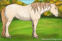 Horse Color:Buckskin Roan Pearl and Buckskin Roan Pearl Splash