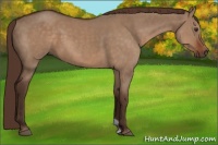 Horse Color:Liver Red Dun 