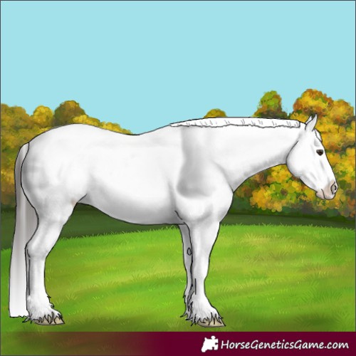 Horse Color:Liver Red Dun Appaloosa 