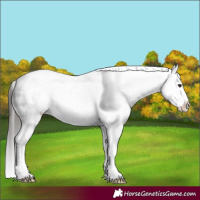 Horse Color:Liver Red Dun Appaloosa 