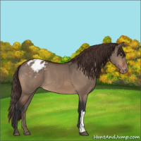 Horse Color:Bay Dun Appaloosa 