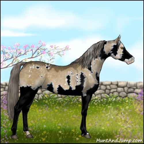 Horse Color:White Spotted Chocolate Palomino Dun Splash