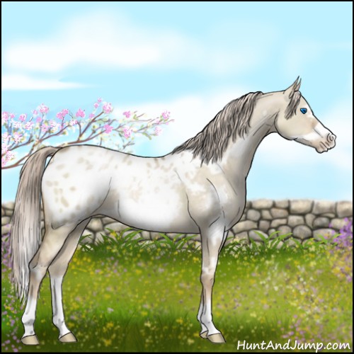 Horse Color:White Spotted Chocolate Palomino Pearl Dun Frame Appaloosa