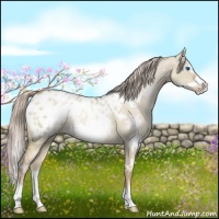 Horse Color:White Spotted Chocolate Palomino Pearl Dun Frame Appaloosa