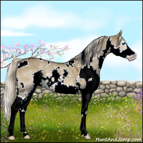 Horse Color:White Spotted Chocolate Palomino Dun Splash Rabicano
