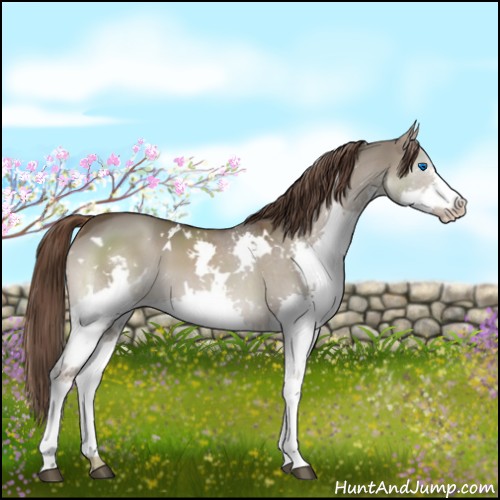 Horse Color:White Spotted Liver Red Dun Splash 