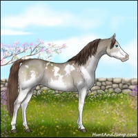 Horse Color:White Spotted Liver Red Dun Splash 
