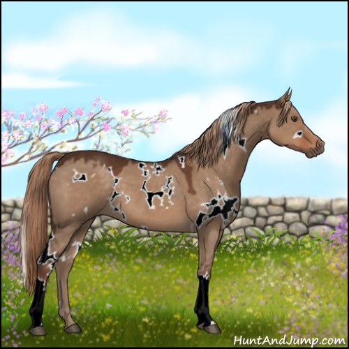 Horse Color:White Spotted Liver Red Dun 
