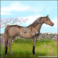 Horse Color:White Spotted Liver Red Dun 