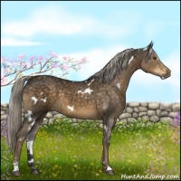 Horse Color:White Spotted Chocolate Palomino Sabino 