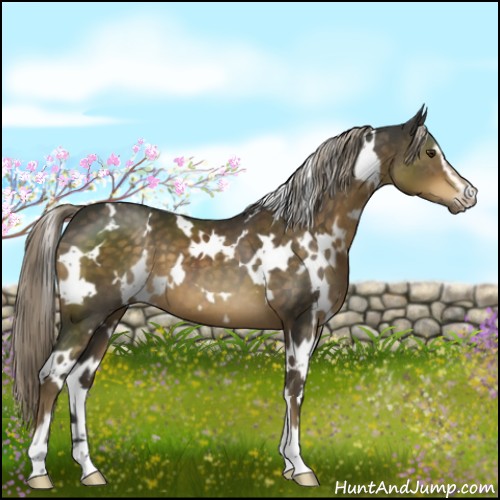 Horse Color:White Spotted Chocolate Palomino Sabino