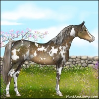 Horse Color:White Spotted Chocolate Palomino Sabino 