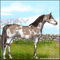 Horse Color:White Spotted Liver Red Dun Splash