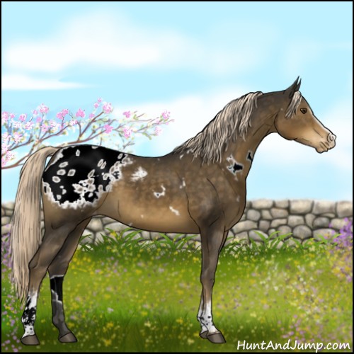 Horse Color:White Spotted Chocolate Palomino Appaloosa 