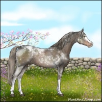 Horse Color:White Spotted Liver Red Dun Tobiano Appaloosa 