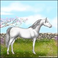 Horse Color:Gray Liver Red Dun Tobiano Brindle 