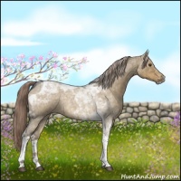 Horse Color:Chocolate Palomino Roan Dun Tobiano 