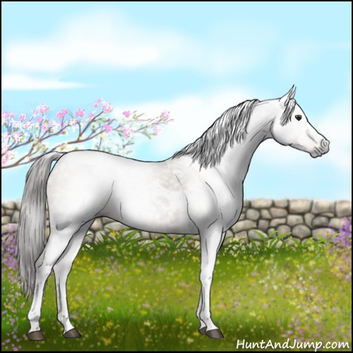 Horse Color:Gray Liver Red Dun Sabino Tobiano