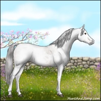 Horse Color:Gray Liver Red Dun Sabino Tobiano 