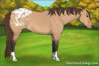 Horse Color:Bay Dun Appaloosa 