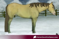 Horse Color:Amber Champagne 